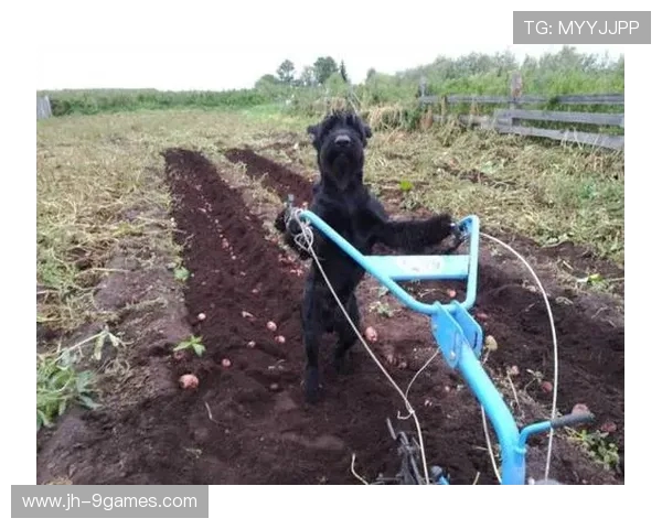 线条小狗种地休闲游戏：轻松耕种开启狗狗农场的欢乐冒险之旅